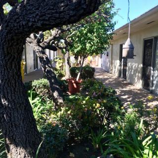A sunny garden with lush greenery and a tree next to a house.