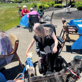 A person in a wheelchair interacts with dogs at a sunny outdoor park.