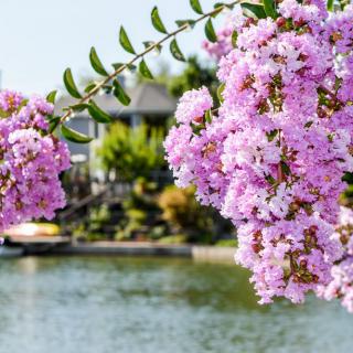 Blooming crepe myrtle by a tranquil lakeside.