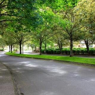 A peaceful road lined with lush green trees.