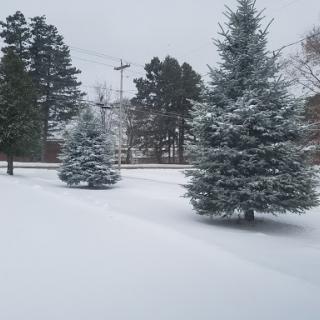 A serene winter landscape blanketed in snow, featuring evergreen trees under a cloudy sky.