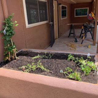 A view of a planter box with growing vegetable plants, alongside ongoing home improvement work.