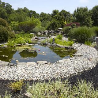 A serene garden landscape featuring a small pond surrounded by greenery and rocks.
