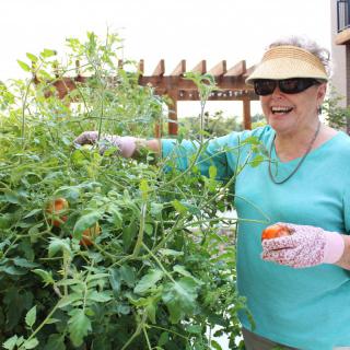 A woman happily picking tomatoes from her garden.