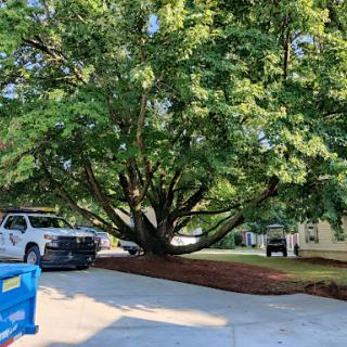 A large tree shades a parking area with vehicles parked nearby.