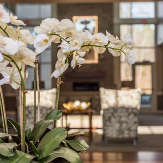A beautifully arranged orchid plant decorates a cozy and elegant lobby space.