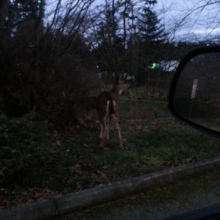 Careage Of Whidbey
