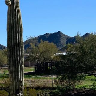 A tall cactus stands in the foreground against a backdrop of mountains and a clear blue sky.