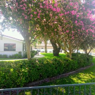 A serene landscape featuring flowering trees and well-maintained greenery.