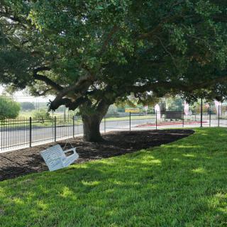 A peaceful scene featuring a large tree providing shade over a bench near a fenced pathway.
