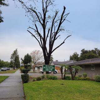 A stark dead tree stands against a cloudy sky, framed by green grass and residential homes.