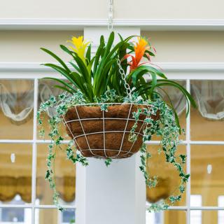 A vibrant hanging plant with colorful flowers displayed indoors.