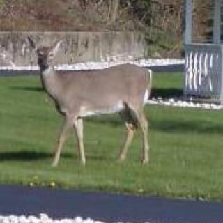 A deer standing on a grassy area in an outdoor setting.