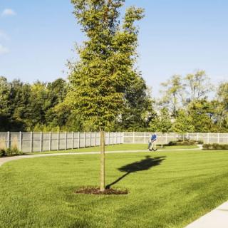A serene park with a tree, lush grass, and a fence along the pathway.