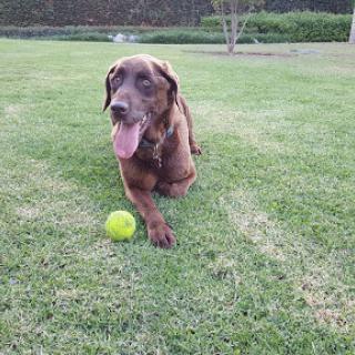 A playful brown Labrador enjoying a sunny day in the park with a green ball.