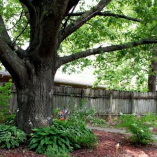 A serene backyard garden featuring a large tree and lush greenery.