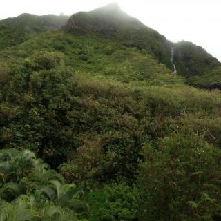 A lush green mountain shrouded in mist.