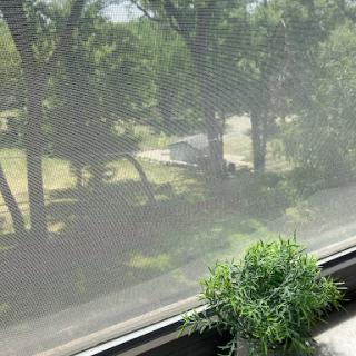 A view from a window showing trees and a small plant on the sill.