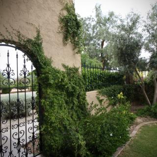 A garden archway covered in lush ivy, featuring an ornamental iron gate.