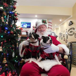 Santa Claus holding two dogs in front of a Christmas tree.