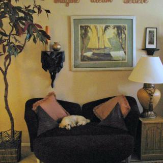 A cozy living room with a sleeping dog on the sofa, surrounded by decorative cushions, artwork on the wall, an indoor plant, and a lamp.
