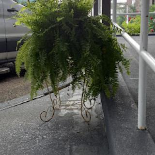 A lush fern in a hanging basket adds a touch of greenery to the outdoor space.