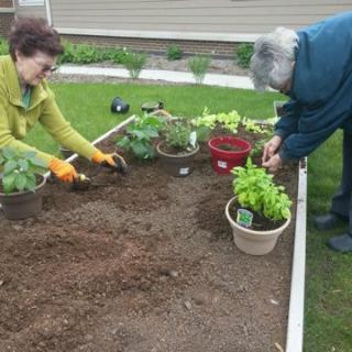 An elderly couple working together in a raised garden bed, planting various plants and tending to the soil.