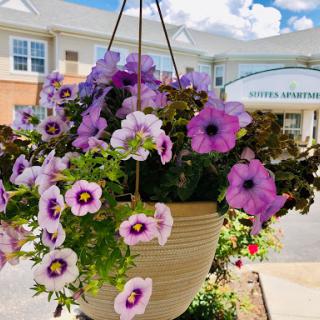A vibrant display of purple and white petunias in a hanging basket, adding charm to the outdoor space.