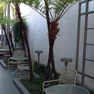 A tranquil outdoor patio with palm trees and seating arrangements.