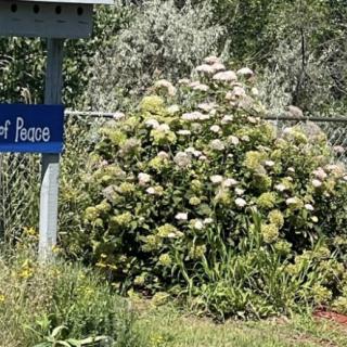 A garden area with a flowering bush next to a blue sign.