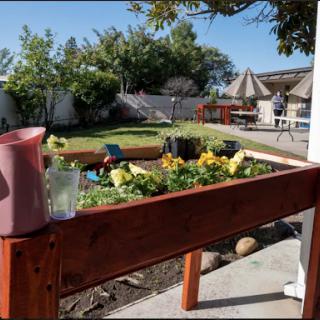 A vibrant garden full of vegetables during a sunny day, viewed from a cozy outdoor space.