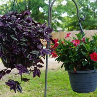 Hanging plants with vibrant purple leaves and red flowers in a garden setting.