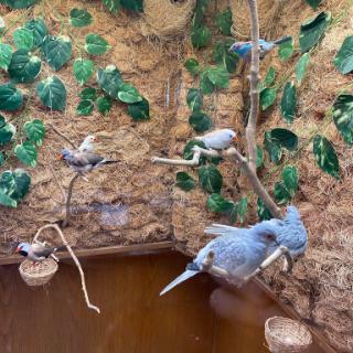 A serene scene of various birds perched on branches in a lush aviary.