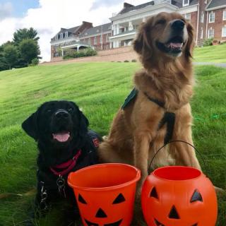 Two dogs sitting on the grass with Halloween pumpkin buckets.