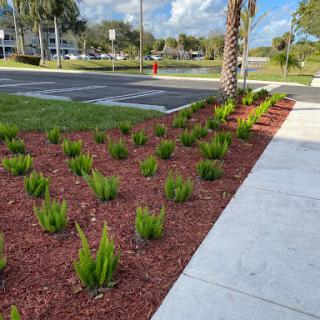 A landscaped area featuring neatly arranged plants and red mulch alongside a concrete walkway.