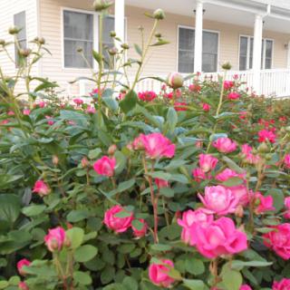 A vibrant display of pink roses blooming in a garden near a house.
