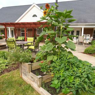 A lush garden with raised beds and a large sunflower, adjacent to a patio with outdoor furniture and a house in the background.
