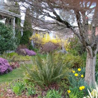 A lush garden featuring a variety of colorful flowers and plants under a tree.