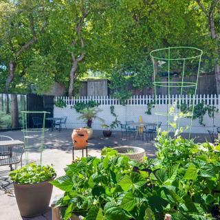 A sunny garden patio with lush greenery in planters and a white picket fence.
