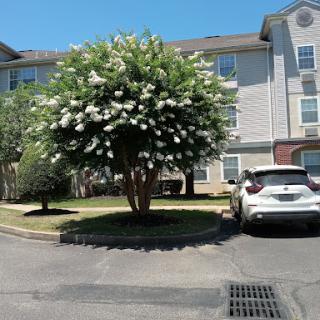 A blooming tree in front of a building with a parked car nearby.