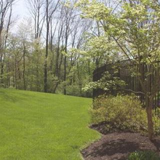A scenic view of a grassy area bordered by trees, capturing the essence of spring.