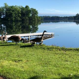 A serene lakeside scene with geese near a dock on a sunny day.
