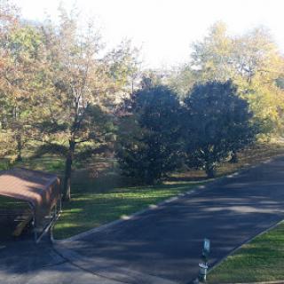 A serene view of a tree-lined street in autumn, showcasing nature's vibrant colors.