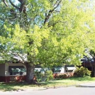 A large tree with lush green leaves stands in front of a building on a sunny day.