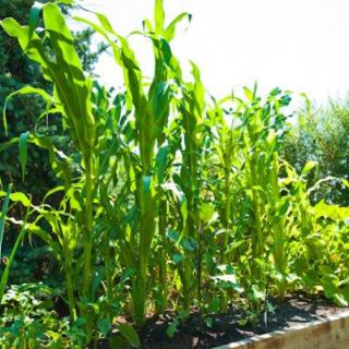 Lush corn plants growing tall in a vibrant vegetable garden.