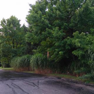 A serene view of lush greenery alongside a quiet road.
