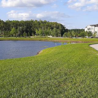 A serene landscape featuring a pond, green grass, and a clear blue sky with buildings in the distance.