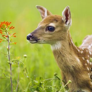 A young fawn standing in a grassy field, near a small orange flower.