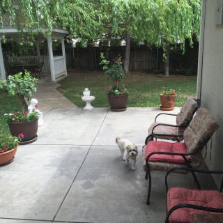 A serene patio with a small dog, surrounded by plants and comfortable seating.