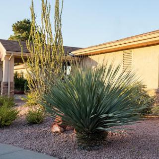 A serene desert landscape featuring various plants and cacti in a residential front yard.